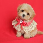Quiza-female-Maltipoo-puppy-for-sale- (2)