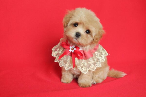 Quiza Maltipoo