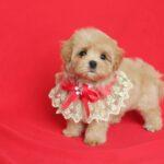 Quiza-female-Maltipoo-puppy-for-sale- (3)