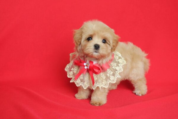 Quiza Maltipoo
