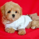 Quiza-female-Maltipoo-puppy-for-sale- (4)