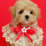 Rijey Maltipoo