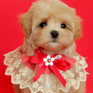 Quiza Maltipoo