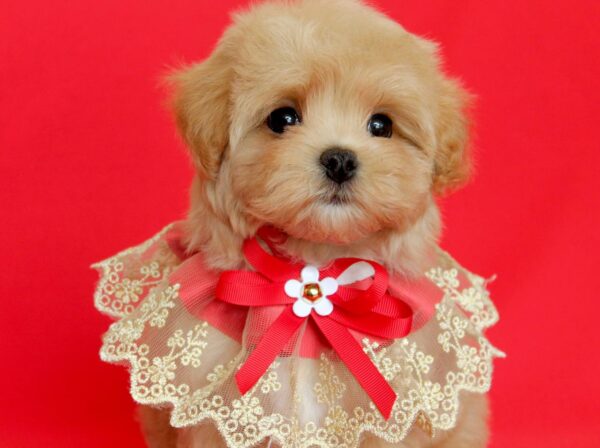Quiza Maltipoo