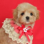 Quiza-female-Maltipoo-puppy-for-sale- (6)