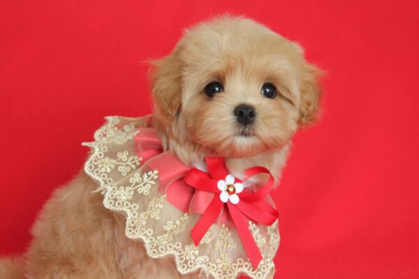 Quiza Maltipoo