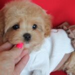 Quiza-female-Maltipoo-puppy-for-sale- (7)
