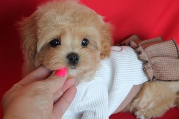 Quiza Maltipoo