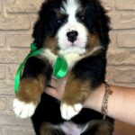Regina-female-Bernese-Mountain-puppy-for-sale-6