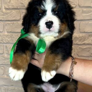 Regina Bernese Mountain Dog