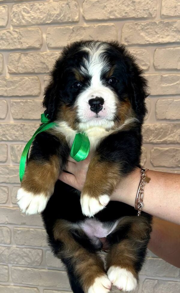 Regina Bernese Mountain Dog
