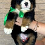 Regina-female-Bernese-Mountain-puppy-for-sale-7
