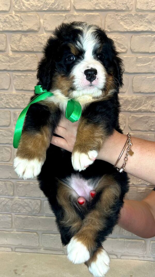 Regina Bernese Mountain Dog