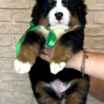 Regina-female-Bernese-Mountain-puppy-for-sale-8
