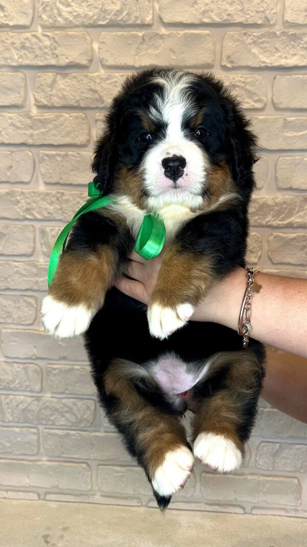 Regina Bernese Mountain Dog