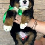 Regina-female-Bernese-Mountain-puppy-for-sale-9