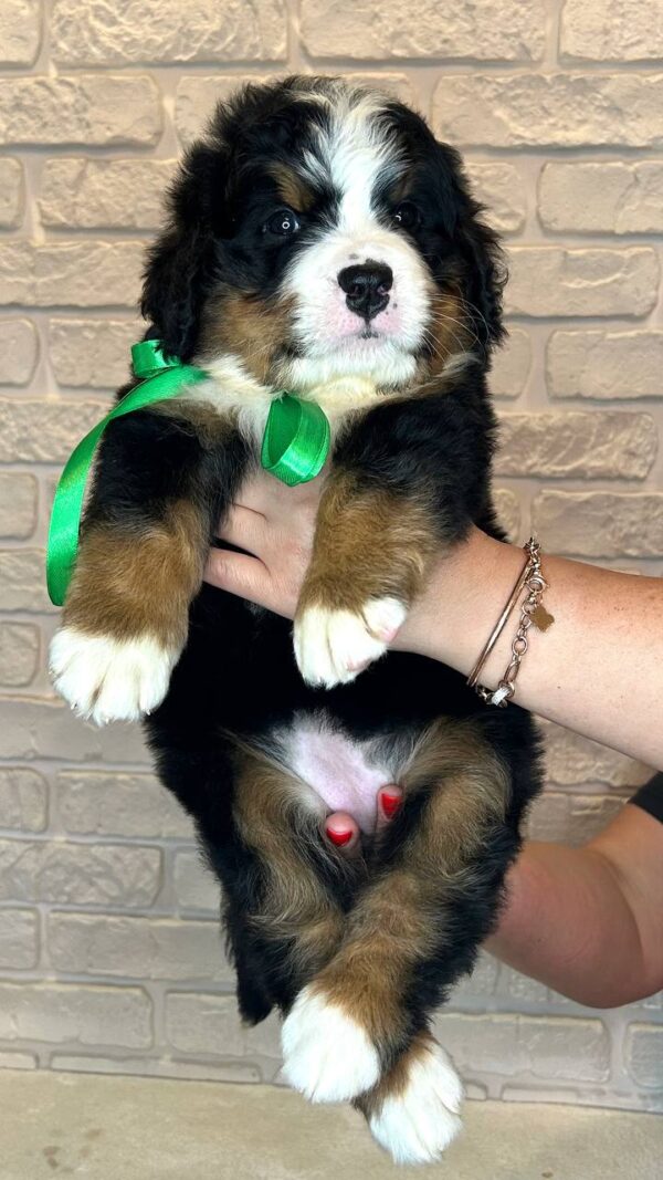 Regina Bernese Mountain Dog
