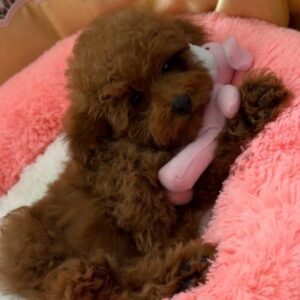 Reyna Toy Poodle