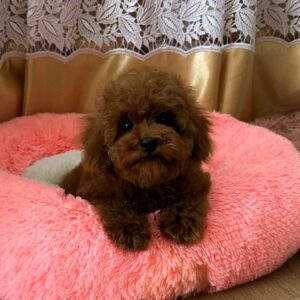 Reyna Toy Poodle