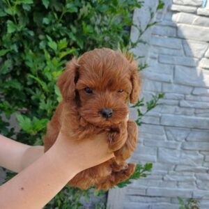 Rijey Maltipoo