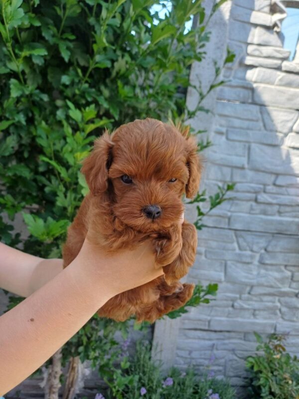 Rijey Maltipoo