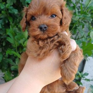 Rijey Maltipoo