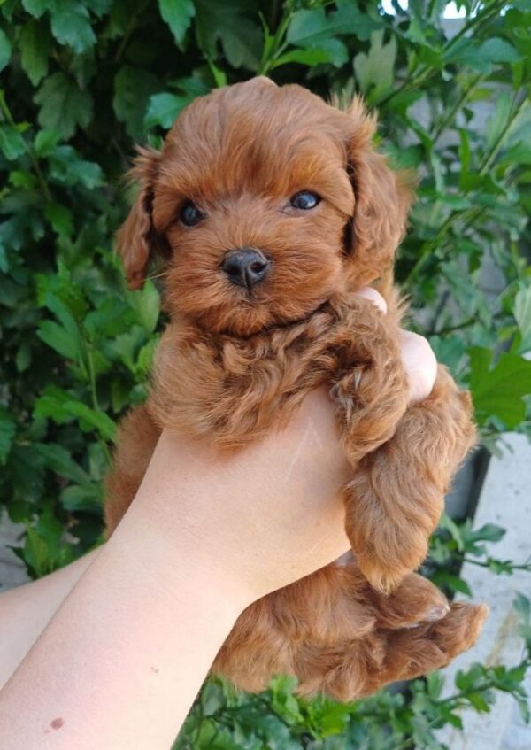 Rijey Maltipoo
