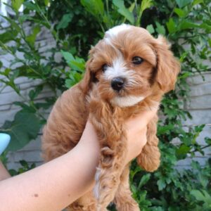 Rimma Maltipoo