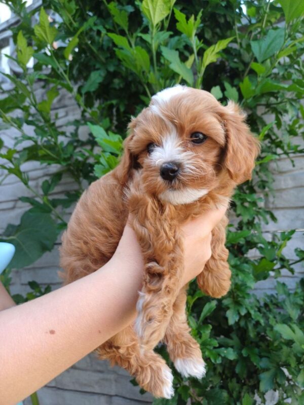 Rimma Maltipoo
