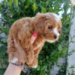 Rimma-female-Maltipoo-puppy-for-sale-2
