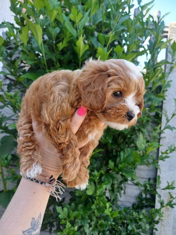 Rimma Maltipoo