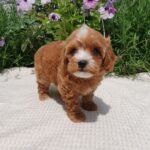 Rimma-female-Maltipoo-puppy-for-sale-3