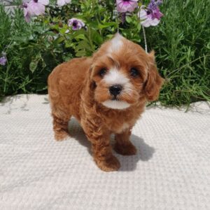Rimma Maltipoo