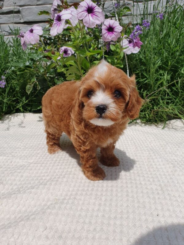 Rimma Maltipoo