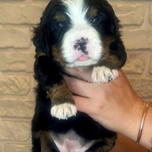 Rinna Bernese Mountain Dog