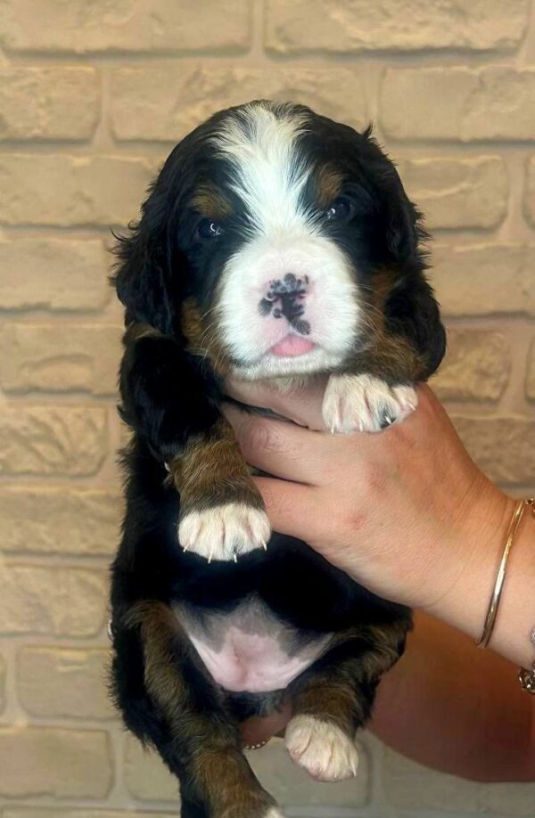 Rinna Bernese Mountain Dog