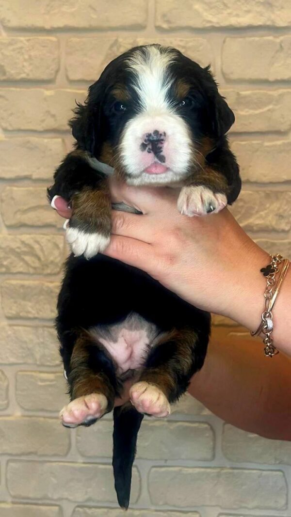 Rinna Bernese Mountain Dog