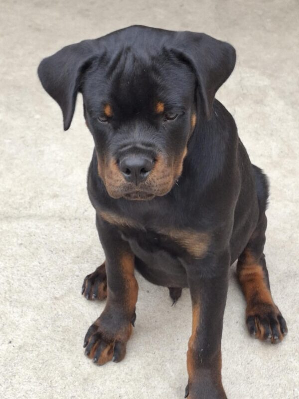 Rocco Rottweiler