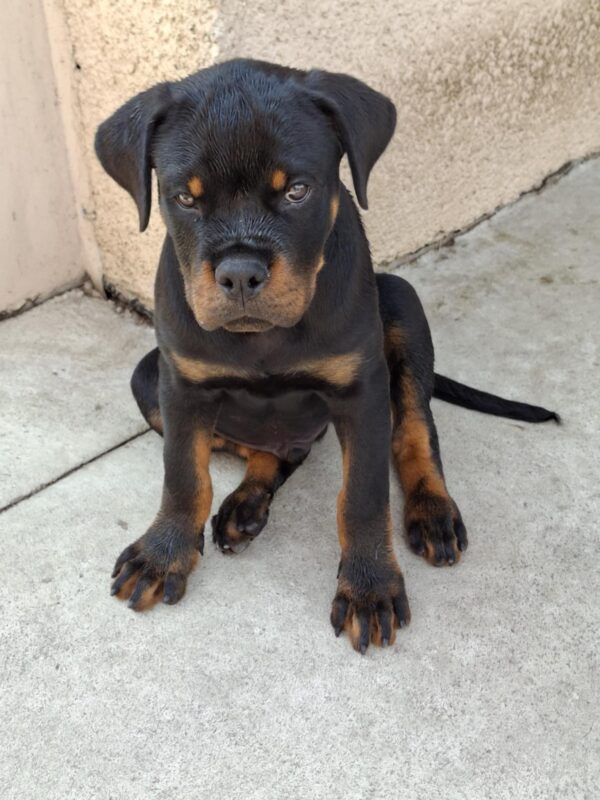 Rocco Rottweiler