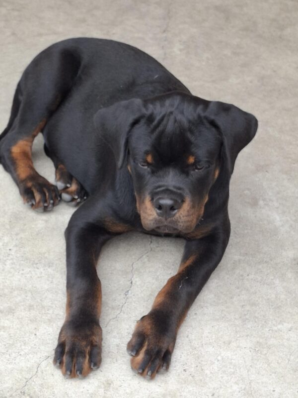Rocco Rottweiler