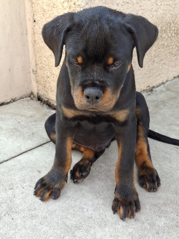 Rocco Rottweiler