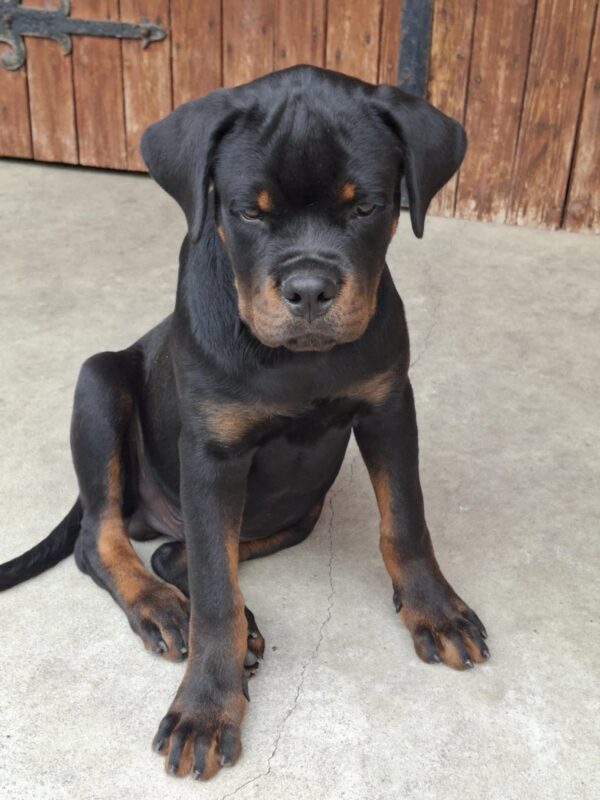 Rocco Rottweiler