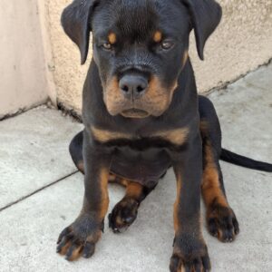 Rocco Rottweiler