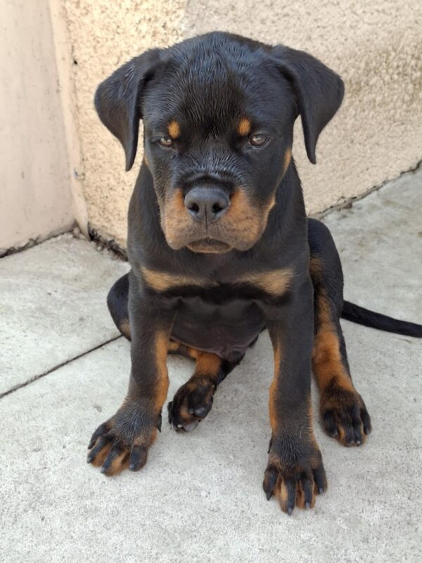 Rocco Rottweiler