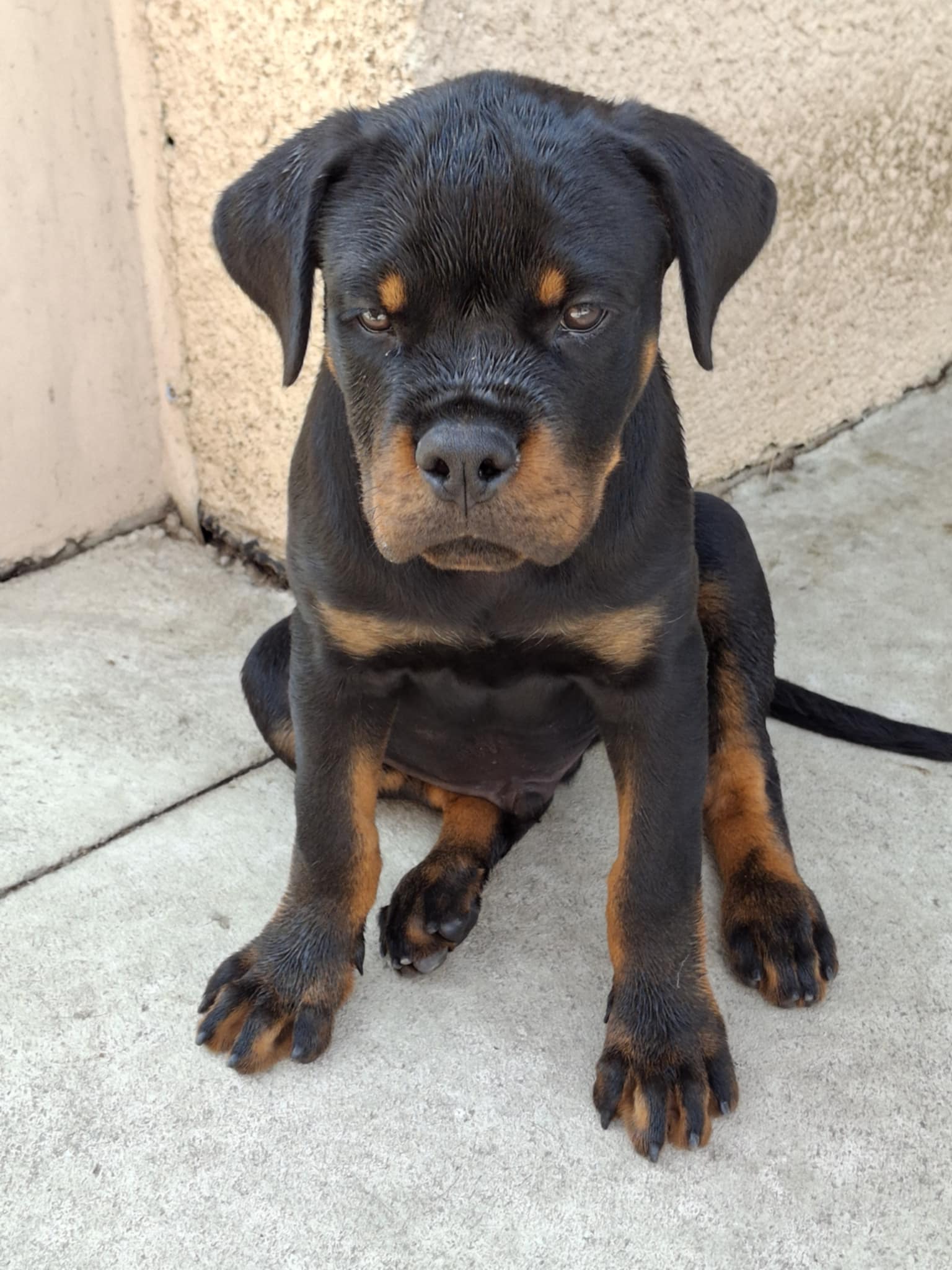 German Rottweiler How To House Train A Rottweiler Puppy Rottweiler Pups  Rottweiler Dog Training Rottweiler Puppies, image size:1536x2048