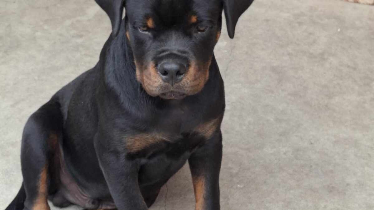 Short Snout Different Type Of Rottweiler Breeds Dog Breed Short