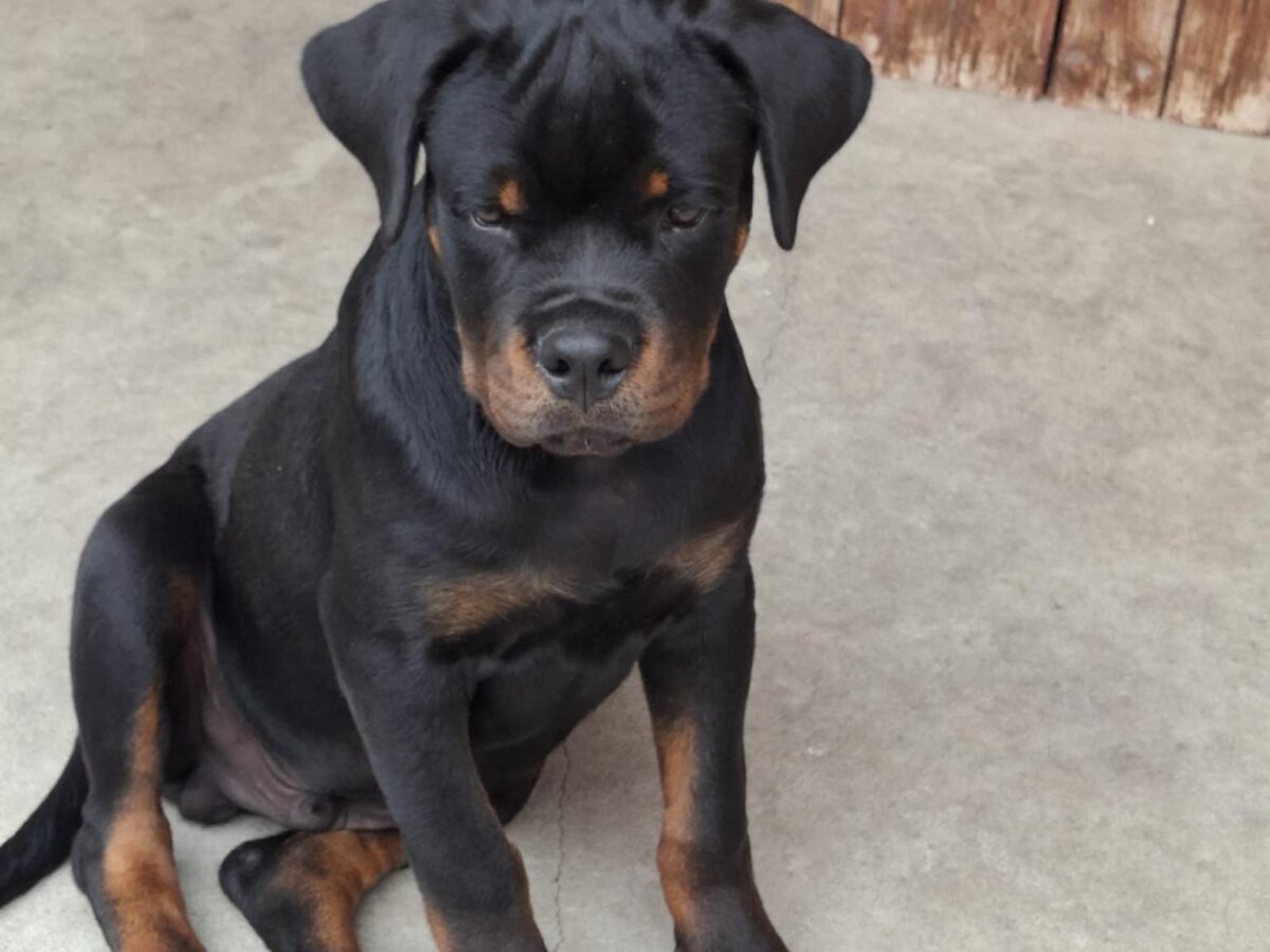 German Rottweiler Puppies Heavy Rottweiler Rottweiler Dogs And