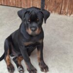 Rocco-male-rottweiler-puppy-for-sale- (4)