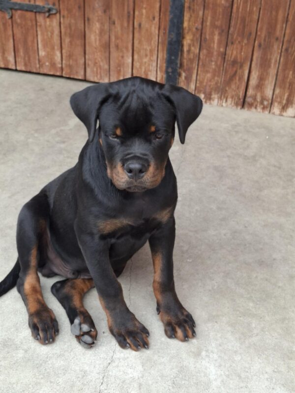 Rocco Rottweiler