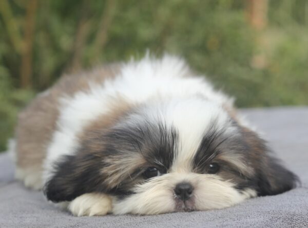 Roland Shih Tzu